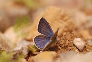 �okg�zl� T�rk Mavisi&nbsp;(Polyommatus&nbsp;turcicus)