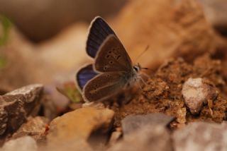 �okg�zl� T�rk Mavisi&nbsp;(Polyommatus&nbsp;turcicus)