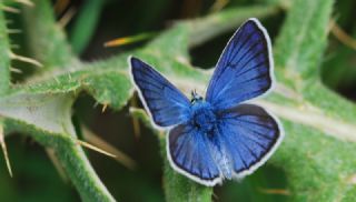 �okg�zl� T�rk Mavisi&nbsp;(Polyommatus&nbsp;turcicus)