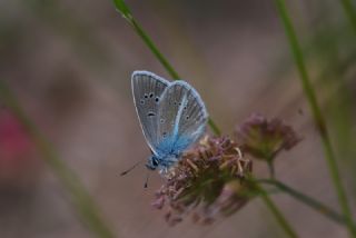 �okg�zl� T�rk Mavisi&nbsp;(Polyommatus&nbsp;turcicus)