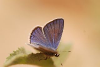 okgzl Trk Mavisi (Polyommatus turcicus)