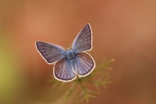 okgzl Trk Mavisi (Polyommatus turcicus)