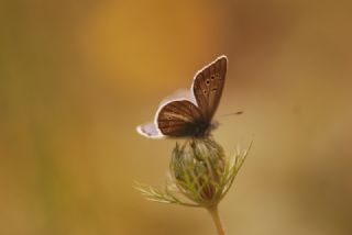 okgzl Trk Mavisi (Polyommatus turcicus)