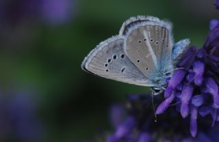 okgzl Ar Mavisi (Polyommatus vanensis)