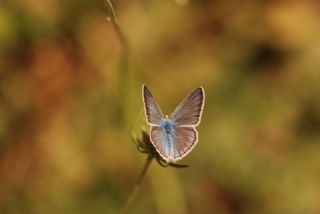 okgzl Ar Mavisi (Polyommatus vanensis)