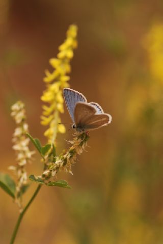 okgzl Ar Mavisi (Polyommatus vanensis)