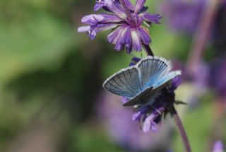 okgzl Ar Mavisi (Polyommatus vanensis)