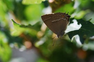 Mormee (Favonius quercus)