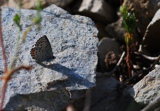 Himalaya Mavisi (Pseudophilotes vicrama)