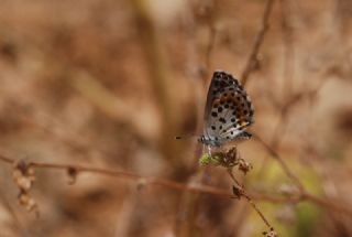 Kara Mavi (Scolitantides orion)