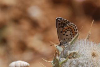 Kara Mavi (Scolitantides orion)