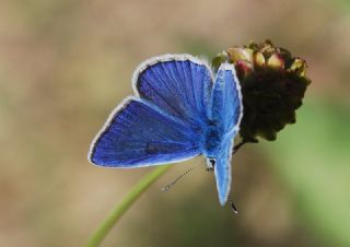 okgzl Bilgini (Polyommatus bilgini)