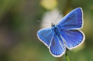 okgzl Bilgini (Polyommatus bilgini)