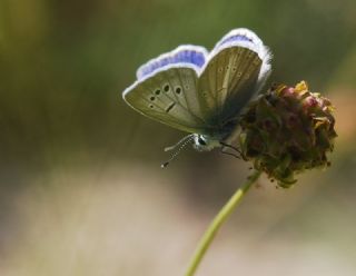 okgzl Bilgini (Polyommatus bilgini)