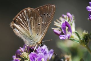 okgzl Demavend Esmeri (Polyommatus demavendi)