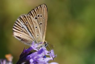 okgzl Demavend Esmeri (Polyommatus demavendi)