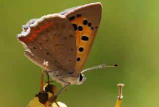 Benekli Bakr Gzeli (Lycaena phlaeas)