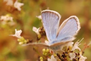 okgzl figenya (Polyommatus iphigenia)