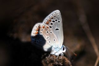 okgzl Torul Mavisi (Aricia torulensis)