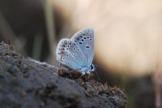 okgzl Torul Mavisi (Aricia torulensis)