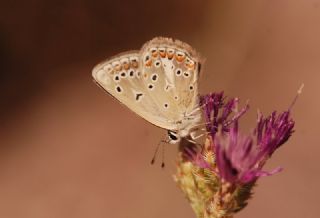 okgzl Torul Mavisi (Aricia torulensis)