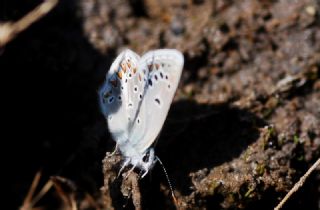 okgzl Torul Mavisi (Aricia torulensis)