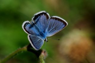 okgzl Torul Mavisi (Aricia torulensis)