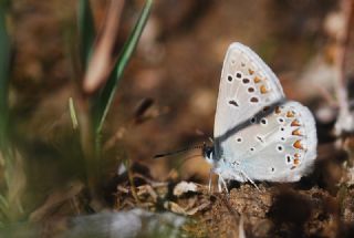 okgzl Torul Mavisi (Aricia torulensis)