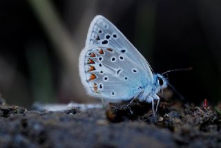 okgzl Torul Mavisi (Aricia torulensis)