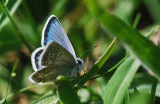 okgzl Torul Mavisi (Aricia torulensis)