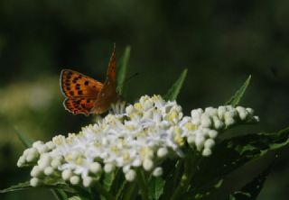 Orman Bakr Gzeli (Lycaena virgaureae)