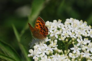 Orman Bakr Gzeli (Lycaena virgaureae)