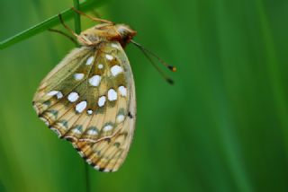 Gzel nci (Argynnis aglaja)