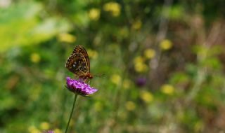 Gzel nci (Argynnis aglaja)