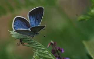 okgzl Diana Mavisi (Polyommatus diana)