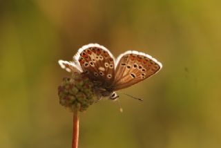 okgzl Balkan Mavisi (Aricia anteros )