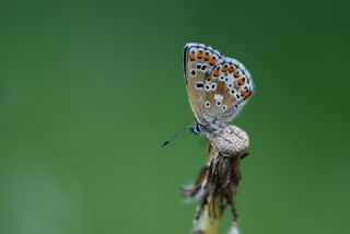 okgzl Balkan Mavisi (Aricia anteros )