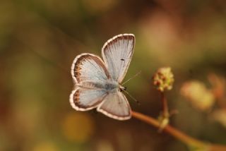 okgzl Balkan Mavisi (Aricia anteros )