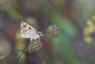 Mermer Zpzp (Carcharodus lavatherae)