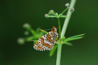 parhan (Melitaea cinxia)