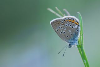 okgzl Amanda (Polyommatus amandus)