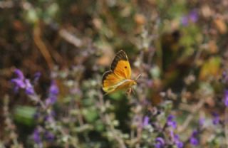 Anadolu Azameti (Colias aurorina)