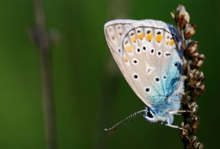 okgzl Mavi (Polyommatus icarus)