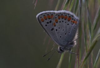 okgzl Esmer (Aricia agestis)