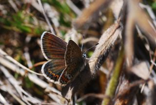 das Mavisi, Esmergz (Plebejus idas)