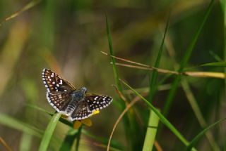 Sar Bandl Zpzp (Pyrgus sidae)