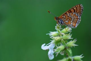 Nazuum (Euphydryas aurinia)