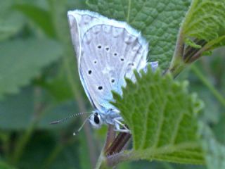 okgzl Dafnis (Polyommatus daphnis)