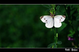 Kk Beyazmelek (Pieris rapae)