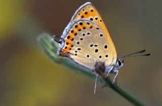 Kk Ate Gzeli (Lycaena thersamon)